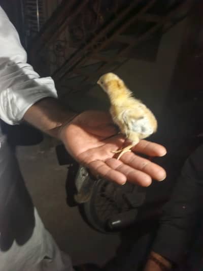 hens for sale