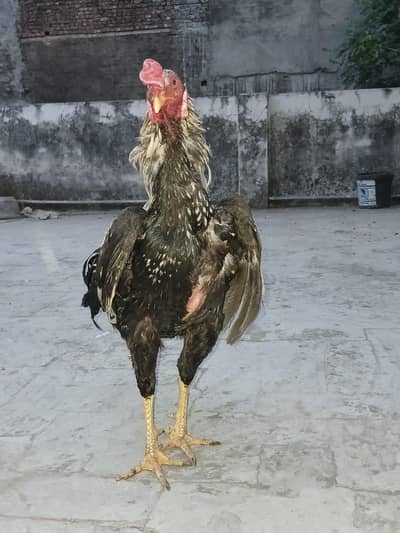Aseel Murga or Murgi For Sale  with 2 Chick's