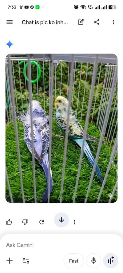 hogoromo parrot