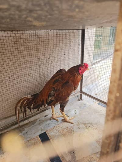 Aseel patha_Turkish x hint_chicks_tokra