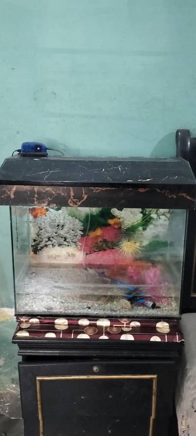 Fish Aquarium