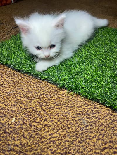 Persian kittens
