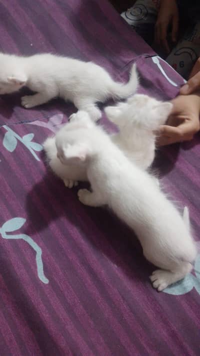for urgent sale