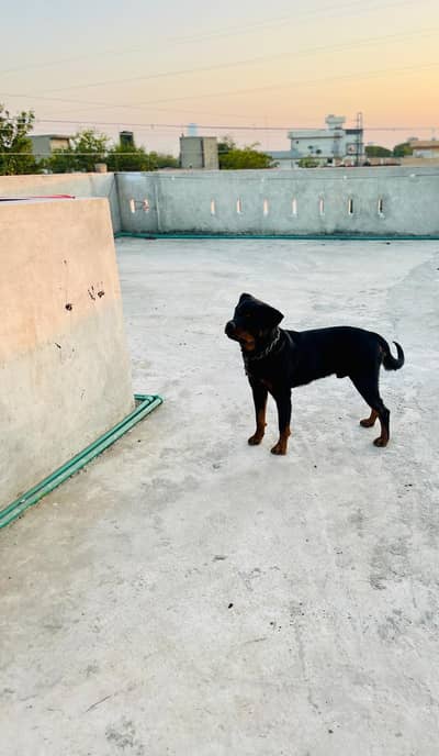 rottweiller