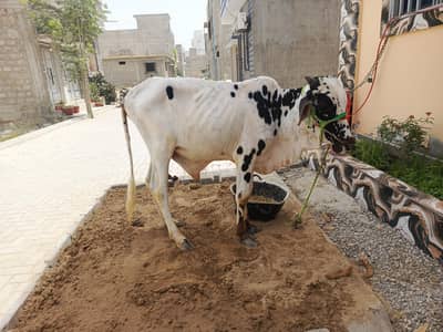 2 danth bachra ha quarbani Kay lay