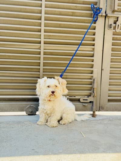 Shih tzu