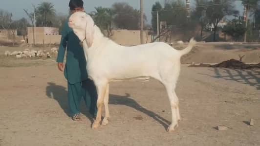 2 Dant Bakra For Sale-call me 03460423873
