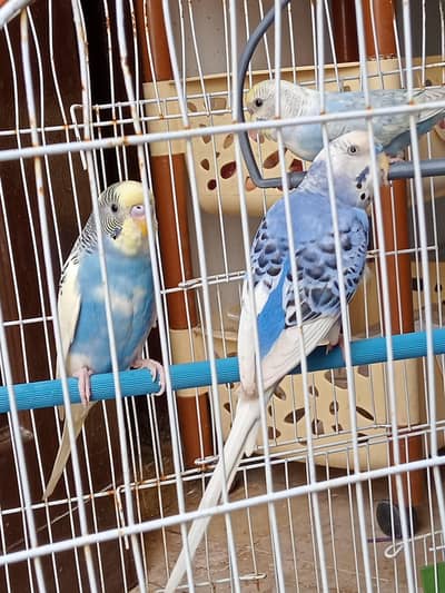 spangle rainbow Australian  budgies