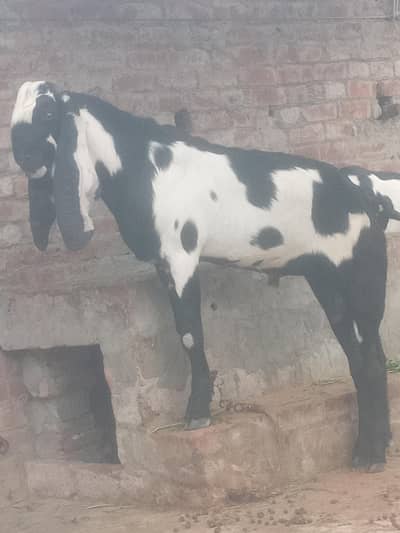 bakra