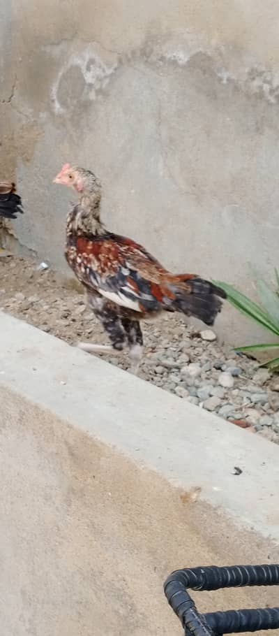 2 Chicks May be Rooster