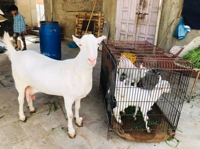 All bakra Setup For Sale 03452176033
