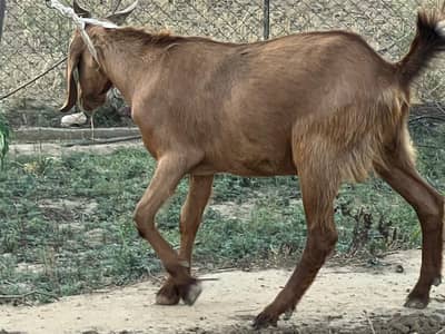 livestock for sale on urgent