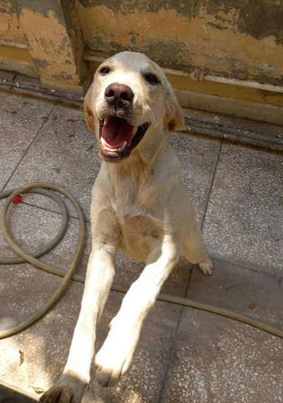 female golden lab