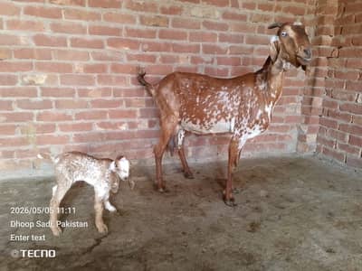 Goats for sale