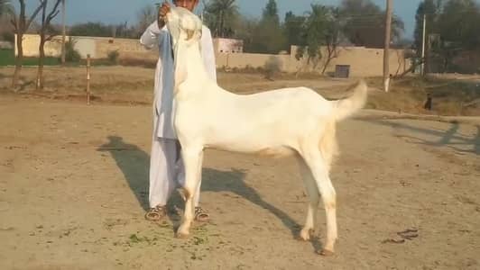 gulabi Bakra for sale 03327415379