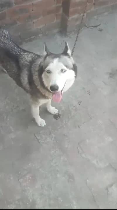 Siberian husky for sell