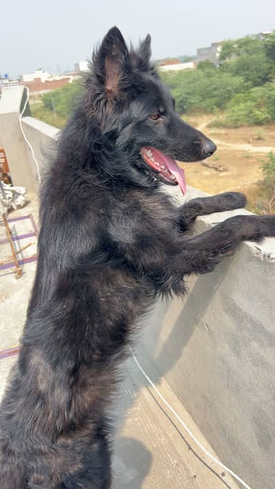 black Shepherd long coat