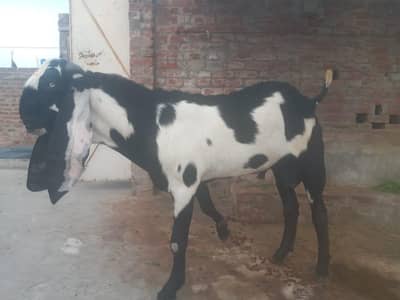 bakra