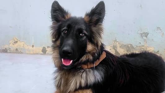 German shepherd dog | GSD | pure and playful dog | home dog