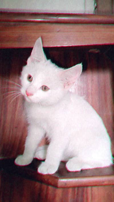 mix breed kittens