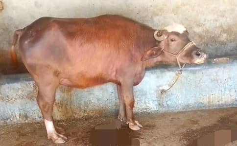 Buffalo for sale