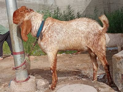 I'm selling my makka cheeni Bakra