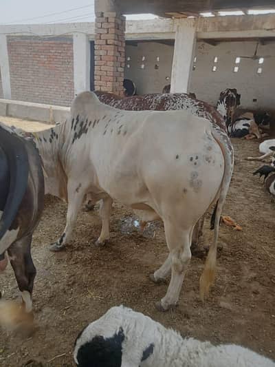 Bachra heavy weight for sale