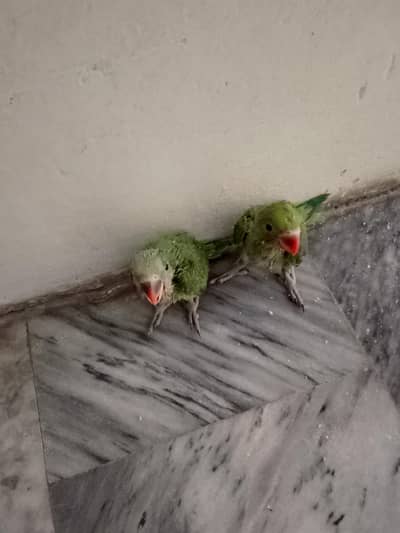 bilkul active Hain hath se khaty Hain male or female jora 12hazar ka h