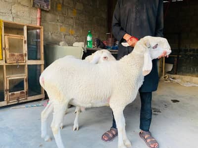 02 Larkana Dhumba For Sell