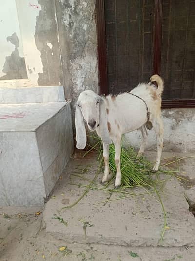 2 dant khasi bakra bhot hi munsib qeemat me 03020673267