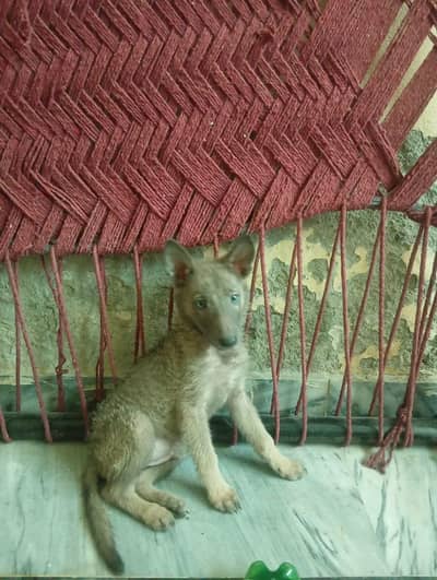 pure 100% bhagyari dog