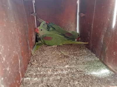 RAW parrot chick