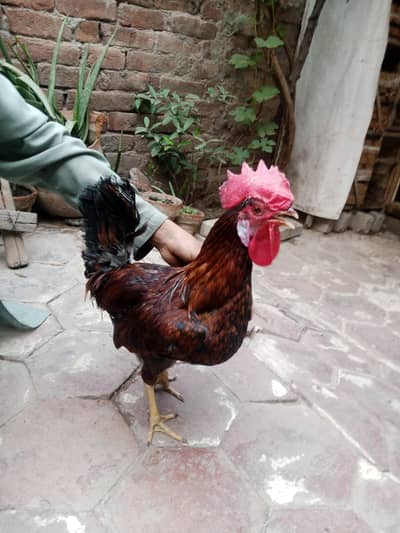 Desi murga