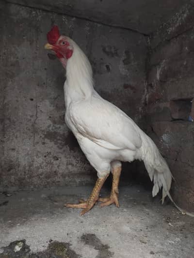 Pure Heera murgha
