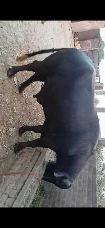 Desi Katta for sale - Katta - buffalo