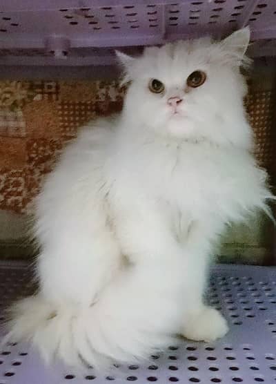 Punch Face Breeder Female