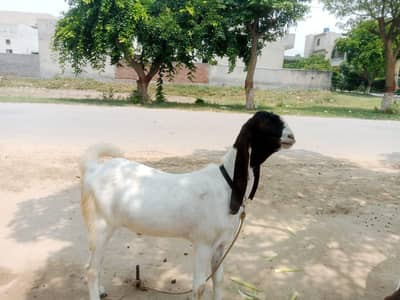 desi bakry