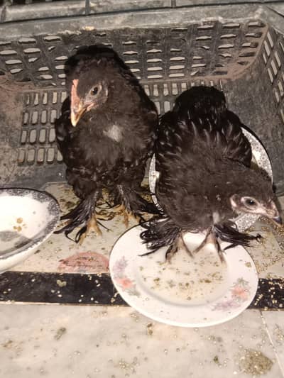 black buff ,golden buff pair