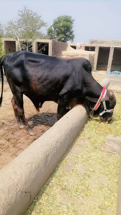 bachra for qurbani 2026