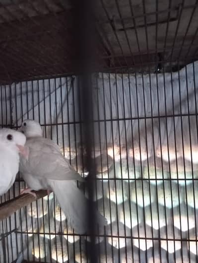 red eyes white dove