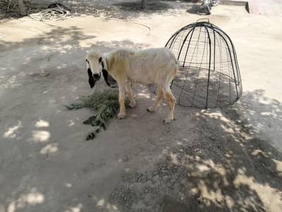 Laili . . . bheeer for sale in piplan kallur kot