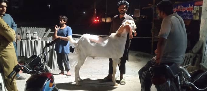 rajanpuri Bakra 5.2 feet height 2.15 ton weight full active