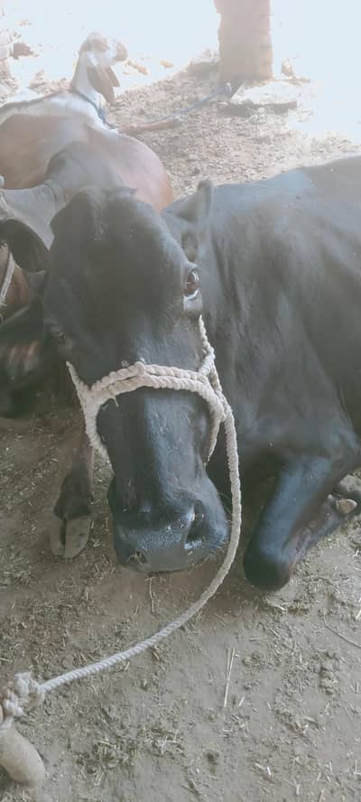 cow for