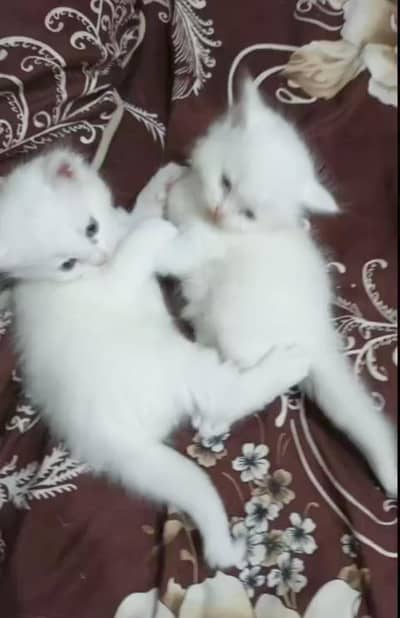 Persian cats baby for sale