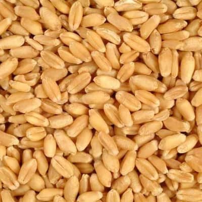 Wheat is fresh and high/best quality