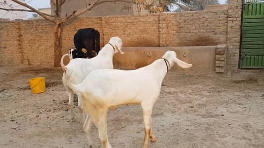 Qurbani ke liye Bakre For Sale call _03425820107