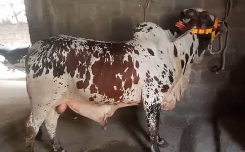 Australian bachri / Qurbani cow/pure desi cow/گاے | qurbani 2026