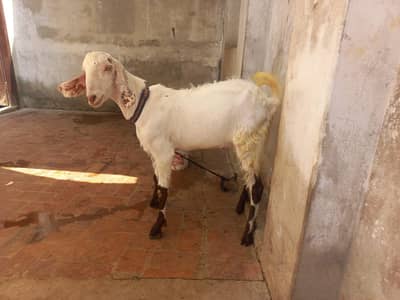 2 Bakray for sale