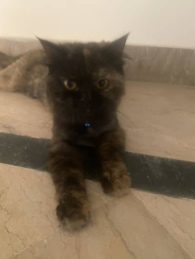 Percian cat