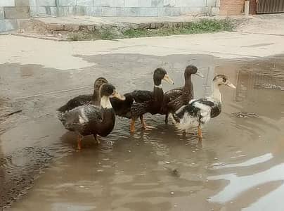 Beautiful Ducks Chicks
